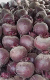 بذر چغندر لبو و یونجه و کاهو