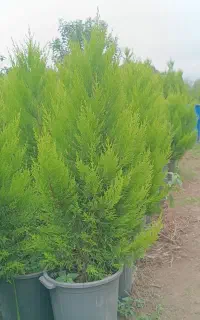 کاج لاوسون