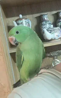 طوطی ملنگو گمشده