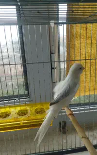 قناری رسمی بلند نر