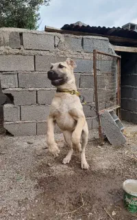 توله سگ سراب