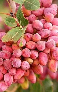 افزایش بار پسته تضمینی
