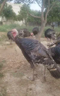 بوقلمون برنز ـ کیلویی ۷۵۰