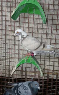 دورگ وتکپر