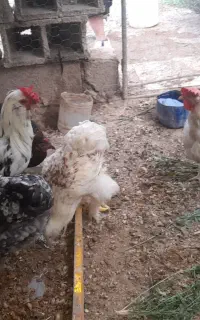 مرغ و خروس