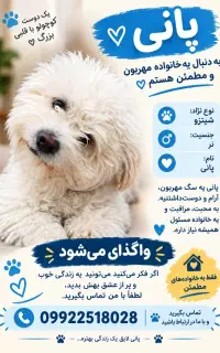 سگ شیترو واگذاری رایگان