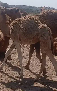 بچه شتر