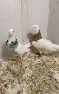 کبوتر طوق