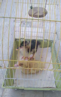 اردک با قفس
