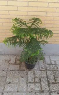 کاج مطبق با گلدان سرامیکی و بدون گلدان
