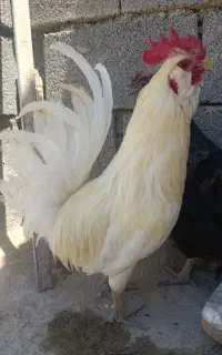 خروس گلین