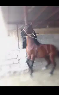 اسب نریان عرب دوسر