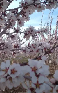 کود حیوانی وتیلر زدن