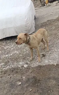 سگ پیت بول ماده