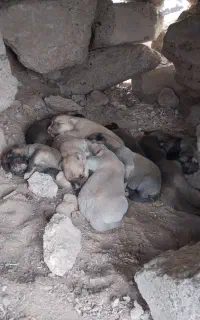 سگ ماده خراسانی با توله
