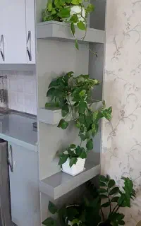 گل و گیاه