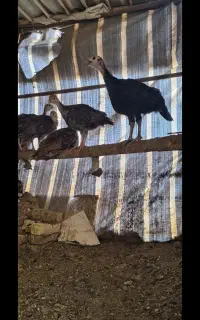 ۳۰عدد بوقلمون ۲ماه نر