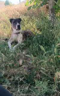 سگ نژاد افغان