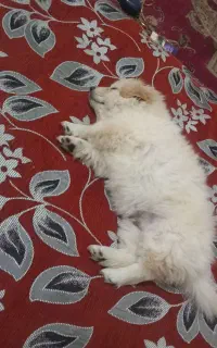 فروش سگ پامرروباهی