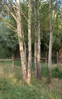 خریدار انواع چوب