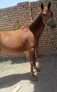 اسب مادیان فروشی ۲راس