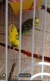 یک جفت مرغ عشق