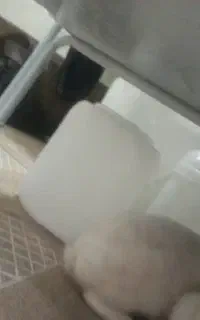 ۲ عدد خرگوش پیدا شده