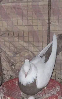 کبوتر دمبی رسمی