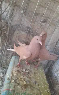 کفتر نر