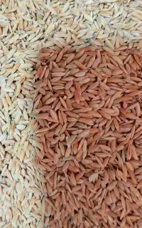 شلتوک عنبربو نمونه