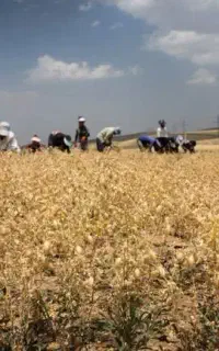 سرکارگری کلیه خدمات کشاورزی