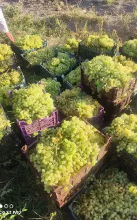 انگورعسگری وکشمشی