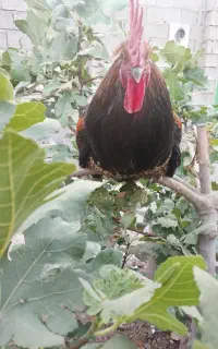 خروس
