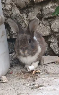 خرگوش