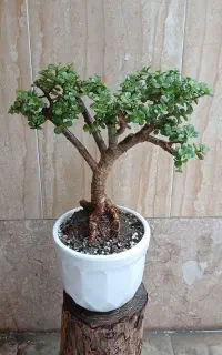 گیاه طبیعی بنسای جید