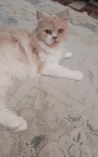 گربه ماده نژاد عالی
