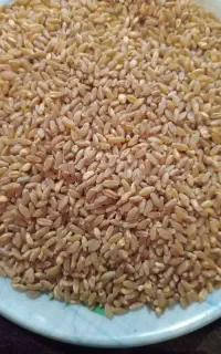 گندم ساورز خرمنکوب