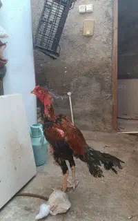 خروس لاری