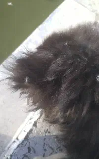 سگ گمشده