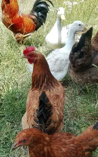 مرغ و خروس ، اردک محلی