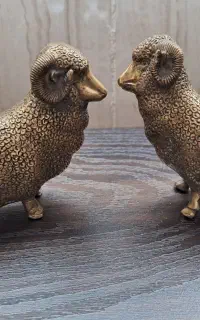 یک جفت گوسفند