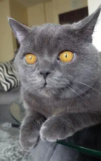 گربه بریتیش