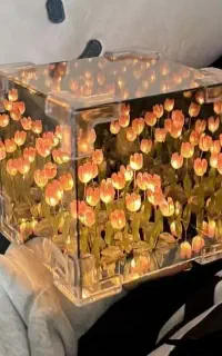 چراغ خواب دشت لاله بینهایت