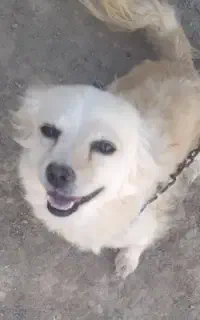 سگ ماده