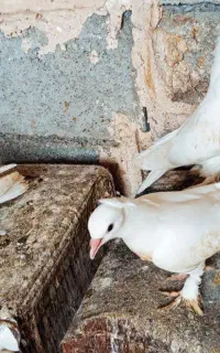 جوجه درجایی با گره ایرانی فروشی باکفتر بزرگ درجای