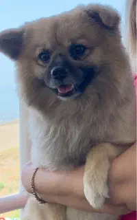 واگذاری سگ نر/رایگان به شرط