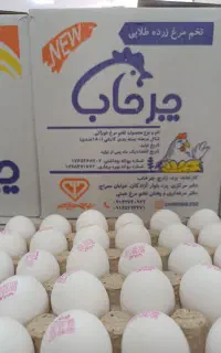 پخش تخم مرغ به قیمت مرغداری
