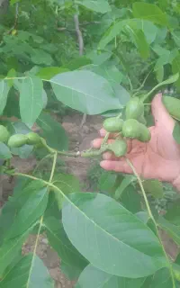 فروش انواع نهال گردو اصلاح شده و گلدانی.