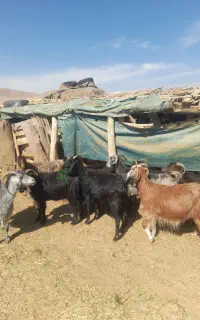 بزهای درشت و استثنایی