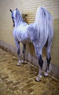 کره نریان سه ساله بشدت سرو دم گیر